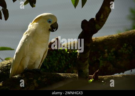 Eine Nahaufnahme Foto eines weißen Schwefel-Crested cockatoo (Cacatua galerita), in Australien. Stockfoto