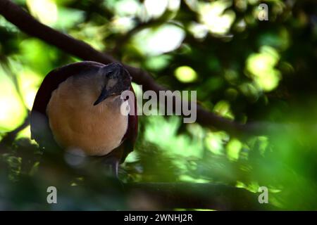 Porträt einer rosafarbenen grünen Taube aus Südostasien. Stockfoto