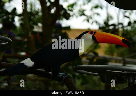 Porträt eines Tukan. Toukane sind neotropische Mitglieder der nahe paasserinen Vogelfamilie Ramphastidae. Stockfoto