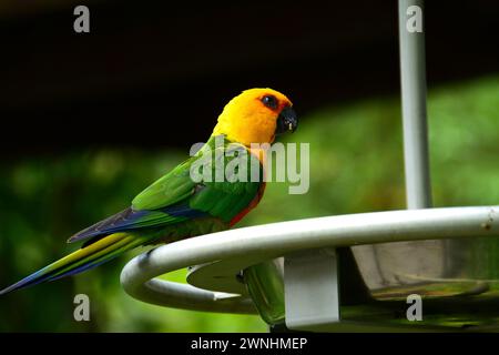 Porträt eines männlichen Eclectus-Papageiens, der in Australien heimisch ist. Stockfoto