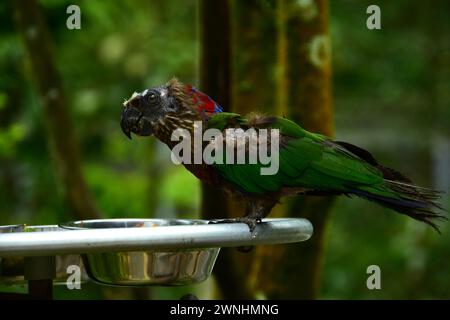 Porträt eines abwechslungsreichen Lorikeet, der durch das Mischen geht. Vogel aus Australien Stockfoto