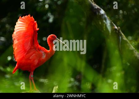 Porträt eines scharlachroten Ibis. Der scharlachrote Ibis, manchmal auch Red Ibis genannt, ist eine Art von Ibis aus der Vogelfamilie Threskiornithidae. Stockfoto