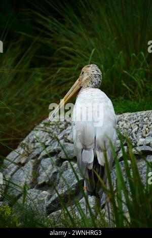 Porträt eines Milchstorchs (Mycteria cinerea). Dies ist eine Storchart, die vor allem in Mangroven in der Küste Südostasiens vorkommt. Stockfoto