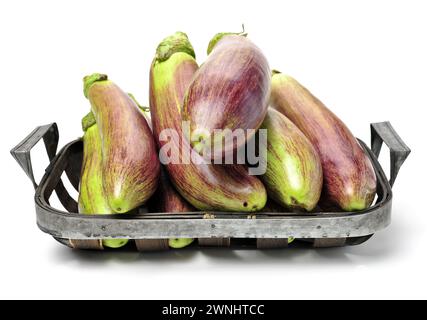 Aubergine auf weißem Hintergrund Stockfoto