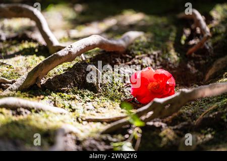 Rote Kamelienblüten auf einem grünen Moosgrund im Wald. Geringe Schärfentiefe. Stockfoto