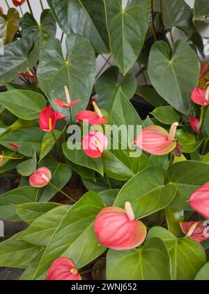 Ein Haufen rosafarbener Blüten in Anthurium, auch bekannt als Tailblume, Flamingo oder Laceleaf Blüte, tropfenförmige und rosa schattige beliebte Zierblüten Stockfoto