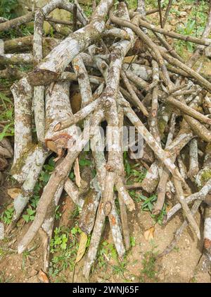 Haufen gehackter Mangobaumfeuerholz, Vorbereitung für den Winter, Kamin oder Herd, Schneiden von Baumstämmen im Holzwerk für alternative Brennstoffe Naturholz im Stockfoto