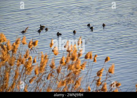 Einige gewöhnliche Hähnchen (Fulica atra) bei Sonnenaufgang im Ebro-Fluss aus Sicht des Zigurat-Aussichtspunkts an der Mündung des Ebro-Flusses. Tarragona Katalonien Spanien Stockfoto