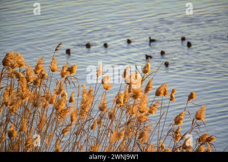 Einige gewöhnliche Hähnchen (Fulica atra) bei Sonnenaufgang im Ebro-Fluss aus Sicht des Zigurat-Aussichtspunkts an der Mündung des Ebro-Flusses. Tarragona Katalonien Spanien Stockfoto