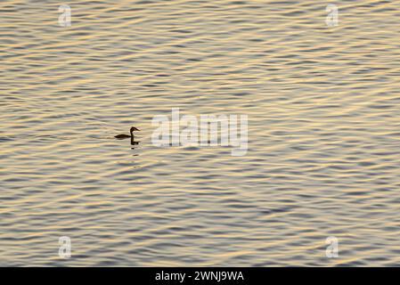 Ein Kormoran bei Sonnenaufgang auf dem Ebro-Fluss vom Aussichtspunkt Zigurat aus gesehen, an der Mündung des Ebro-Flusses (Tarragona, Katalonien, Spanien) Stockfoto