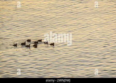 Einige Enten bei Sonnenaufgang auf dem Ebro-Fluss vom Aussichtspunkt Zigurat aus gesehen, an der Mündung des Ebro-Flusses (Tarragona, Katalonien, Spanien) Stockfoto