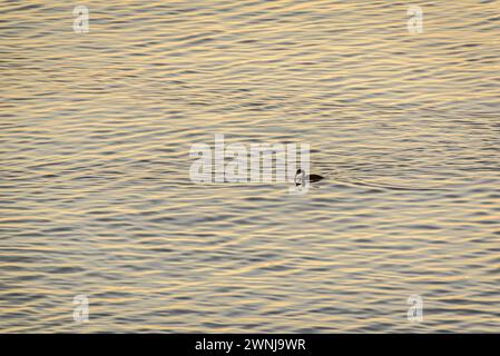 Ein Kormoran bei Sonnenaufgang auf dem Ebro-Fluss vom Aussichtspunkt Zigurat aus gesehen, an der Mündung des Ebro-Flusses (Tarragona, Katalonien, Spanien) Stockfoto