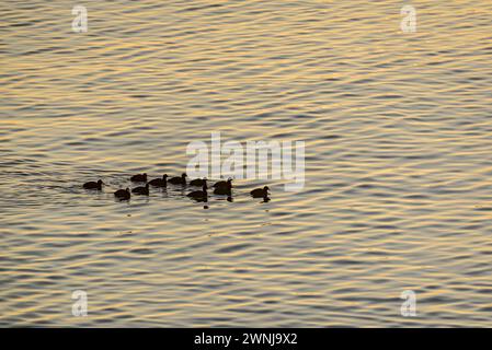 Einige Enten bei Sonnenaufgang auf dem Ebro-Fluss vom Aussichtspunkt Zigurat aus gesehen, an der Mündung des Ebro-Flusses (Tarragona, Katalonien, Spanien) Stockfoto