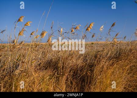 Reed (Phragmites australis) neben dem Aussichtspunkt Zigurat, an der Mündung des Ebro-Deltas (Tarragona, Katalonien, Spanien) Stockfoto