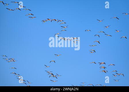 Eine Flamingos-Schar, die den Aussichtspunkt Zigurat im Ebro-Delta (Tarragona, Katalonien, Spanien) überquert, ESP: Una bandada de Flamencos al Delta Ebro Stockfoto