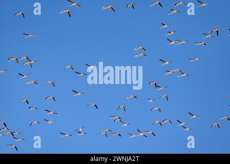 Eine Flamingos-Schar, die den Aussichtspunkt Zigurat im Ebro-Delta (Tarragona, Katalonien, Spanien) überquert, ESP: Una bandada de Flamencos al Delta Ebro Stockfoto