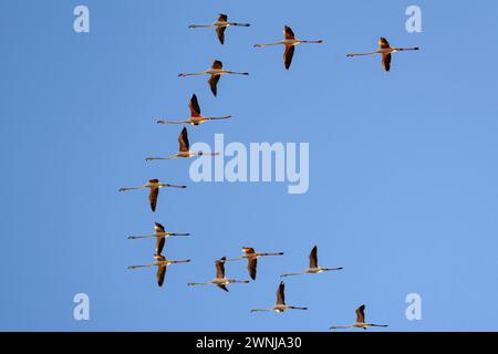 Eine Flamingos-Schar, die den Aussichtspunkt Zigurat im Ebro-Delta (Tarragona, Katalonien, Spanien) überquert, ESP: Una bandada de Flamencos al Delta Ebro Stockfoto