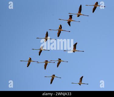 Eine Flamingos-Schar, die den Aussichtspunkt Zigurat im Ebro-Delta (Tarragona, Katalonien, Spanien) überquert, ESP: Una bandada de Flamencos al Delta Ebro Stockfoto