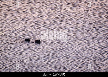 Einige gewöhnliche Hähnchen (Fulica atra) bei Sonnenaufgang im Ebro-Fluss vom Aussichtspunkt Zigurat aus gesehen, an der Mündung des Ebro-Flusses. Tarragona, Katalonien, Spanien Stockfoto