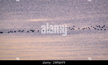 Einige gewöhnliche Hähnchen (Fulica atra) bei Sonnenaufgang im Ebro-Fluss vom Aussichtspunkt Zigurat aus gesehen, an der Mündung des Ebro-Flusses. Tarragona, Katalonien, Spanien Stockfoto