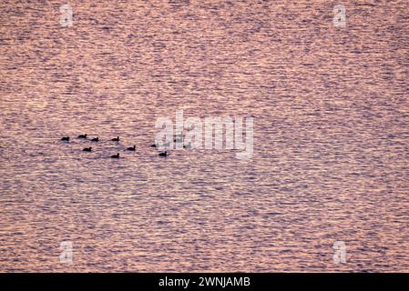 Einige Enten bei Sonnenaufgang auf dem Ebro-Fluss vom Aussichtspunkt Zigurat aus gesehen, an der Mündung des Ebro-Flusses (Tarragona, Katalonien, Spanien) Stockfoto