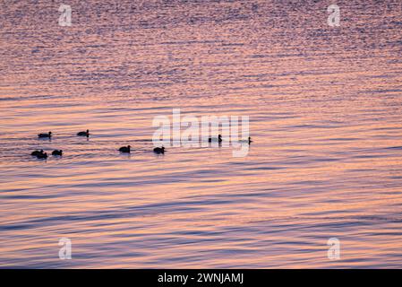 Einige Enten bei Sonnenaufgang auf dem Ebro-Fluss vom Aussichtspunkt Zigurat aus gesehen, an der Mündung des Ebro-Flusses (Tarragona, Katalonien, Spanien) Stockfoto