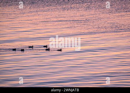 Einige Enten bei Sonnenaufgang auf dem Ebro-Fluss vom Aussichtspunkt Zigurat aus gesehen, an der Mündung des Ebro-Flusses (Tarragona, Katalonien, Spanien) Stockfoto