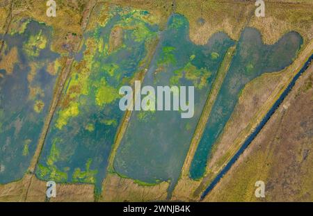 Feuchtgebiete in der Nähe des Teichs Bassa de les Olles, nördlich des Ebro-Deltas, an einem Wintermorgen (Tarragona, Katalonien, Spanien) ESP Humedales del Delta del Ebro Stockfoto