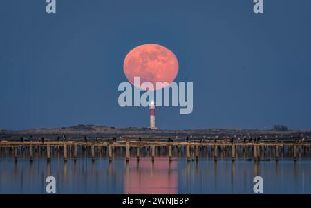 Vollmondaufgang über dem Fangar-Leuchtturm im Ebro-Delta (Tarragona, Katalonien, Spanien) ESP: Salida de la Luna llena sobre el faro del Fangar Stockfoto