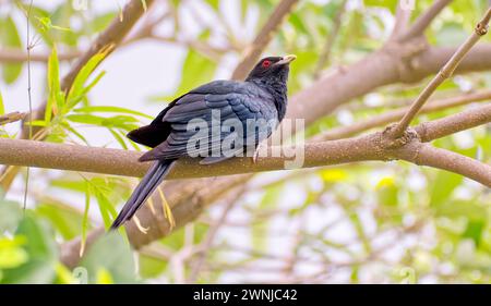 Asiatischer Koel (Eudynamys scolopaceus), der auf einem Zweig im Wald in Südthailand thront Stockfoto