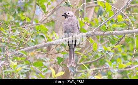 Aschy-Drongo (Dicrurus leucophaeus), der auf einem horizontalen Ast im Wald Südthailands thront Stockfoto