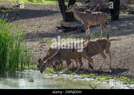 Weibliche Strepsiceros trinken in einem Wasserloch, Namibia Stockfoto