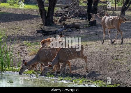 Weibliche Strepsiceros trinken in einem Wasserloch, Namibia Stockfoto
