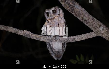 Scops-Owl (Otus lettia) mit Kragen hockte nachts auf einem Zweig in der Nähe von Kaeng Krachan, Thailand. Stockfoto