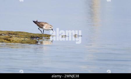 Rothalsstint (Calidris ruficollis) Vögel, die im Wattenmeer Südthailands füttern Stockfoto