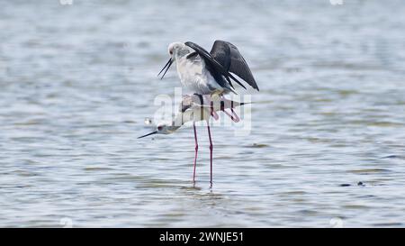 Schwarzflügelige Stelzenpaare (Himantopus himantopus), die sich im Flachwasser Südthailands paaren Stockfoto