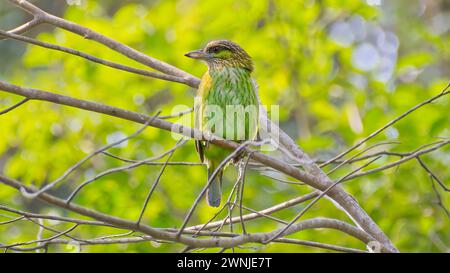 Grüner Barbet (Psilopogon faiostrictus) grüner Vogel, der im Khao yoi Nationalpark in Thailand im Chaos von Stöcken thront Stockfoto