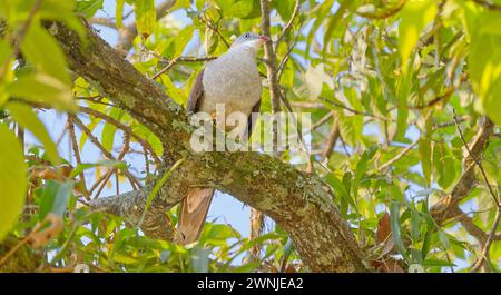 Mountain Imperial Pigeon (Ducula badia), Khao Yoi Nationalpark in der Nähe von Bangkok, Thailand Stockfoto