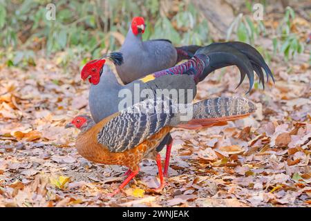 Männlicher und weiblicher siamesischer Fireback (Lophura diardi) Fasan Thailands Nationalvogel, auf grünem Boden im Dipterocarp Wald in der Nähe von Chiang Mai, Thailand Stockfoto