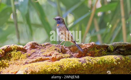 Vogelfang (Ficedula strophiata) auf Baumstämmen im Wald, Chiang Mai, Thailand Stockfoto