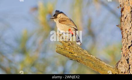 Rußköpfiger Bulbul-Vogel (Pycnonotus aurigaster) mit rotem Lüftungsschlitz am Baum, Chiang Mai, Thailand Stockfoto