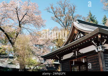 Yamanashi, Japan - 9. April 2023 : Shimoyoshida Fujisan Simomiya Omuro Sengen Jinja mit Kirschblüten Stockfoto