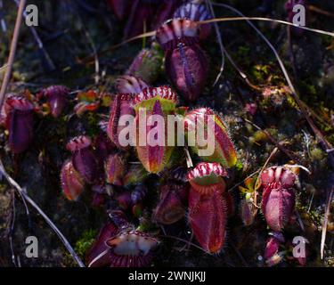 Albany-Kannenpflanze (Cephalotus follicularis) mit roten Kannenpflanzen im natürlichen Lebensraum Westaustralien Stockfoto