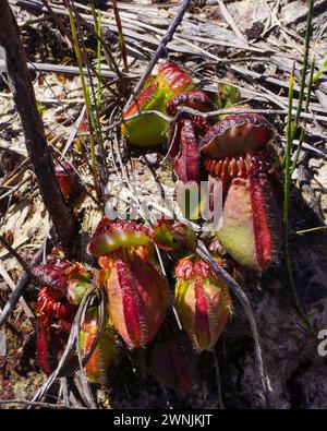 Albany-Kannenpflanze (Cephalotus follicularis), adulte Kannenpflanzen in der Sonne, in einem natürlichen Lebensraum in Westaustralien Stockfoto