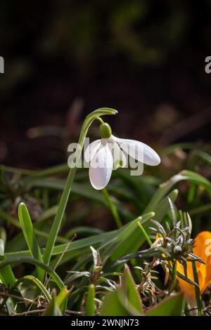 Weiße Schneeglöckchen an einem sonnigen Apriltag auf einem unscharfen Hintergrund. Stockfoto