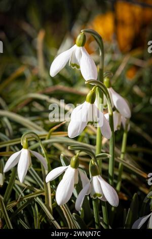 Weiße Schneeglöckchen an einem sonnigen Apriltag auf einem unscharfen Hintergrund. Stockfoto