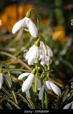Weiße Schneeglöckchen an einem sonnigen Apriltag auf einem unscharfen Hintergrund. Stockfoto