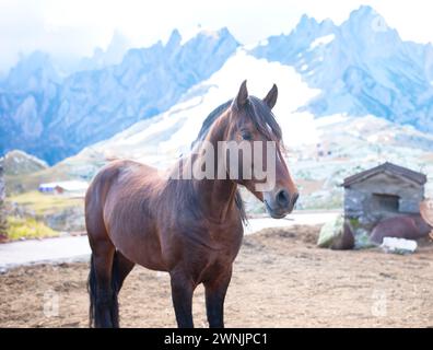 Ein Pferd grast bei schneebedecktem Wetter. Stockfoto