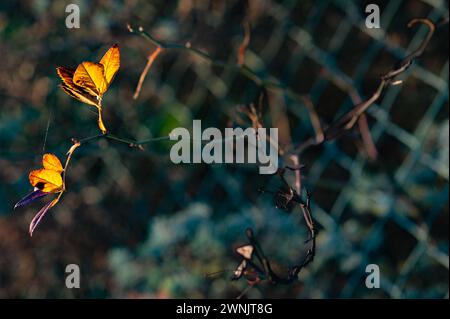 Spätherbst in der Natur: Karge Zweige mit ein paar bunten Blättern - beleuchtet in der Abendsonne. Stockfoto