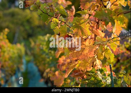 Farbspiel im Weinberg: Braune, gelbe und grüne Weinblätter in der Abendsonne. Stockfoto